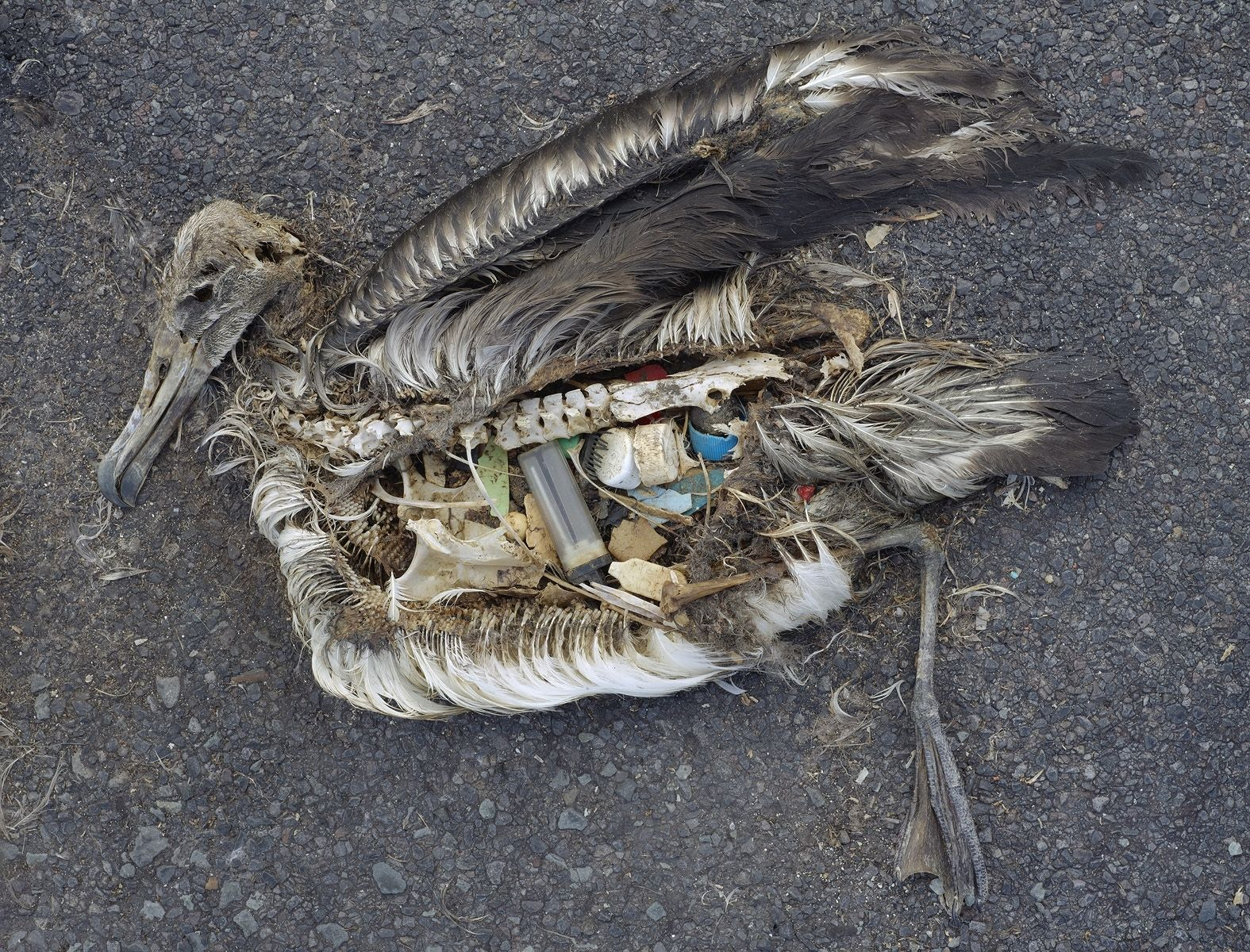 A dead albatross chick whose stomach is full of plastic garbage.