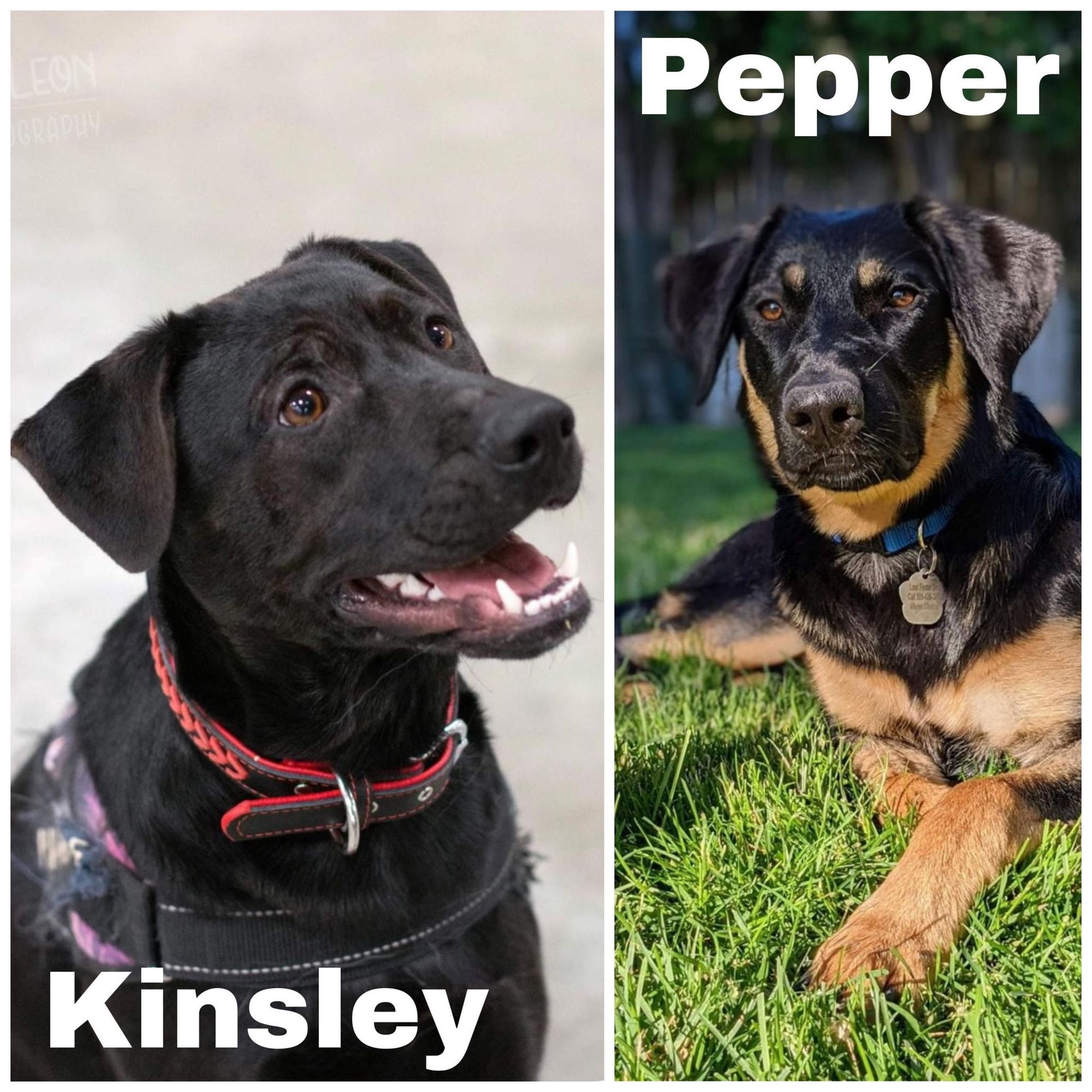 KnickKnack Paddywhack, give a dog a home!