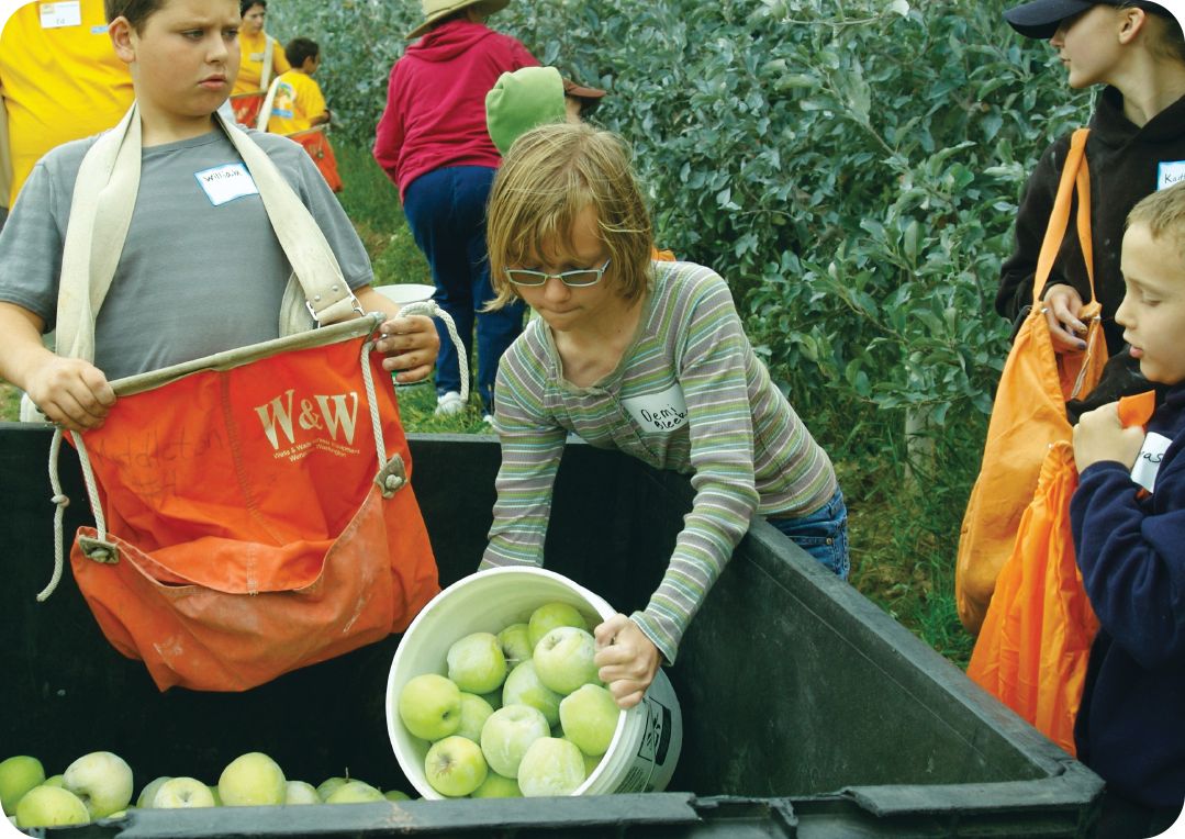 Volunteers collect apples