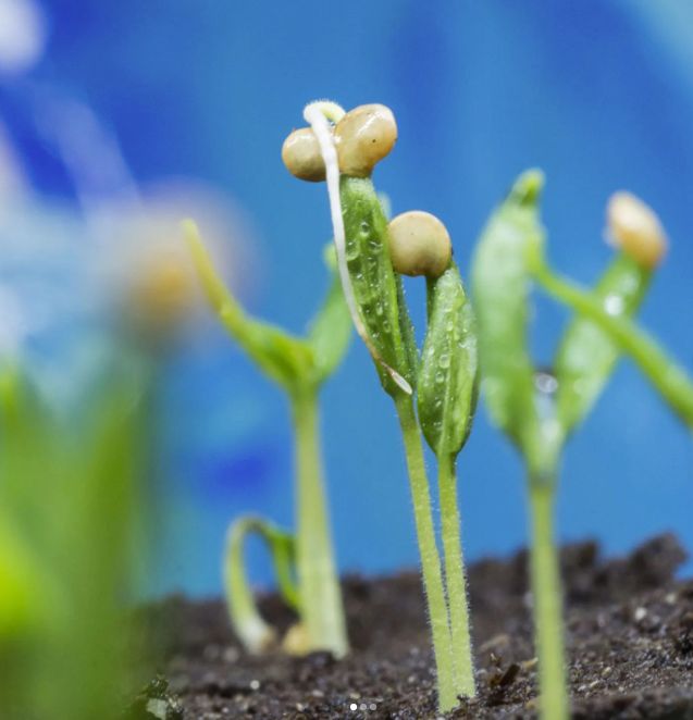 Tiny sprouts in soil