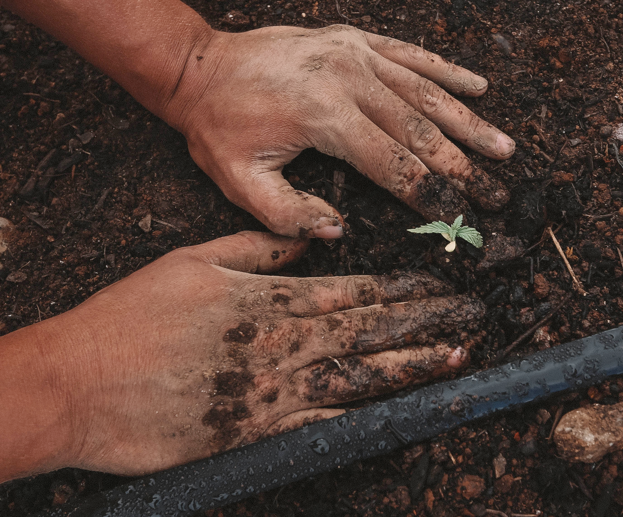 Photo of hands planting a small sprout in dirt