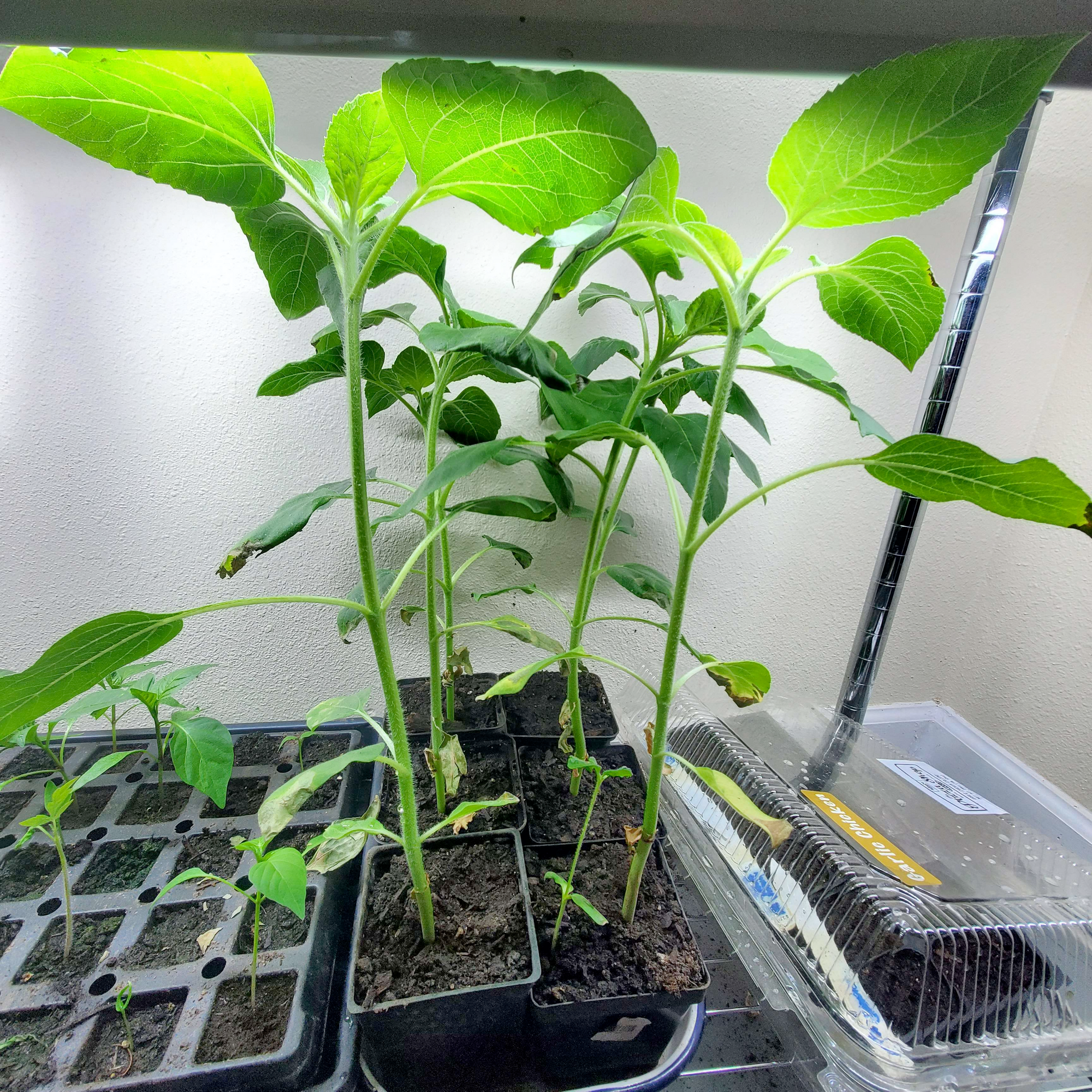 Photo of leaves growing in trays with grow lights