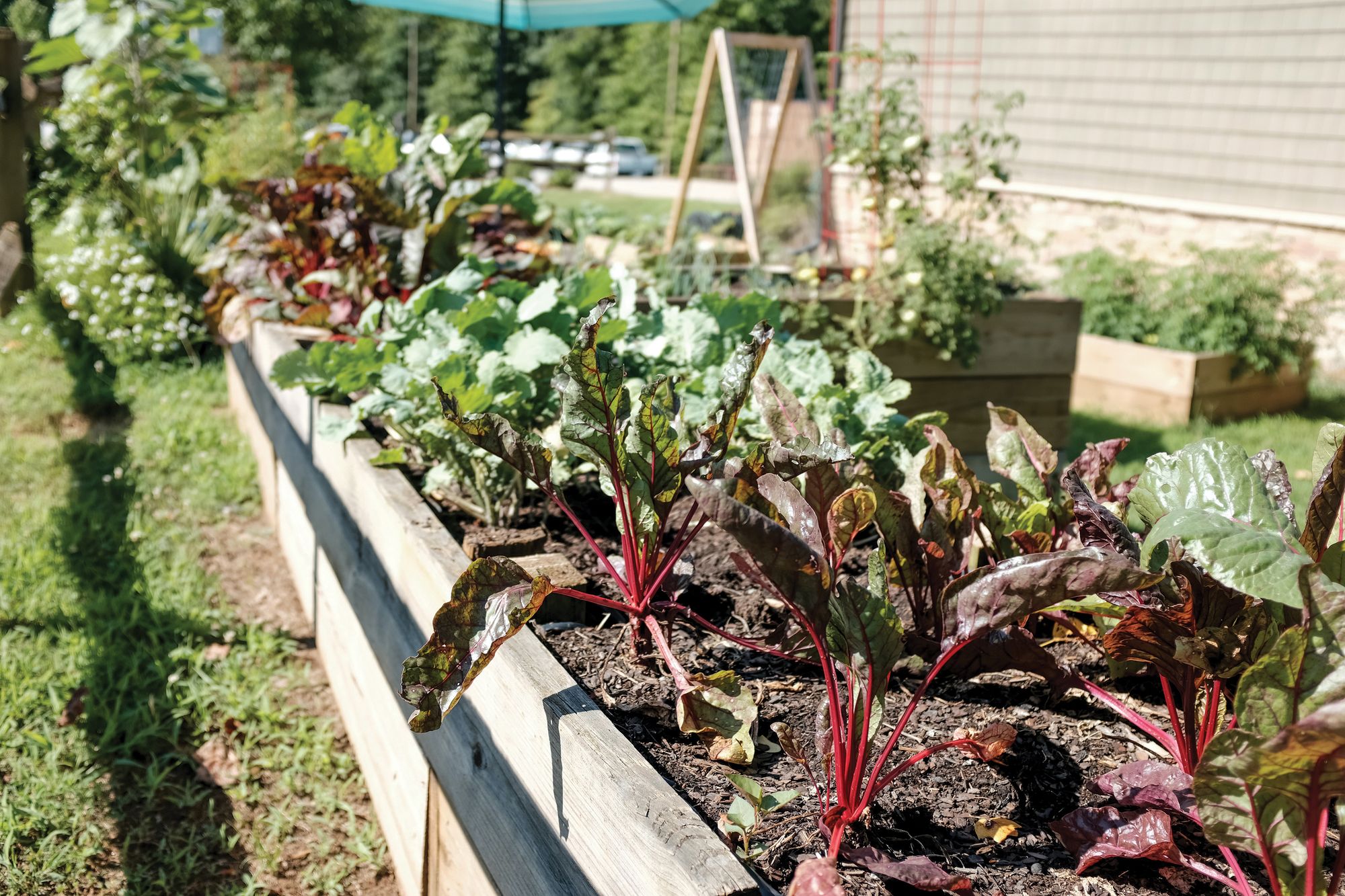 A photo of someone's garden in the sun, with many different plants planted in garden beds.