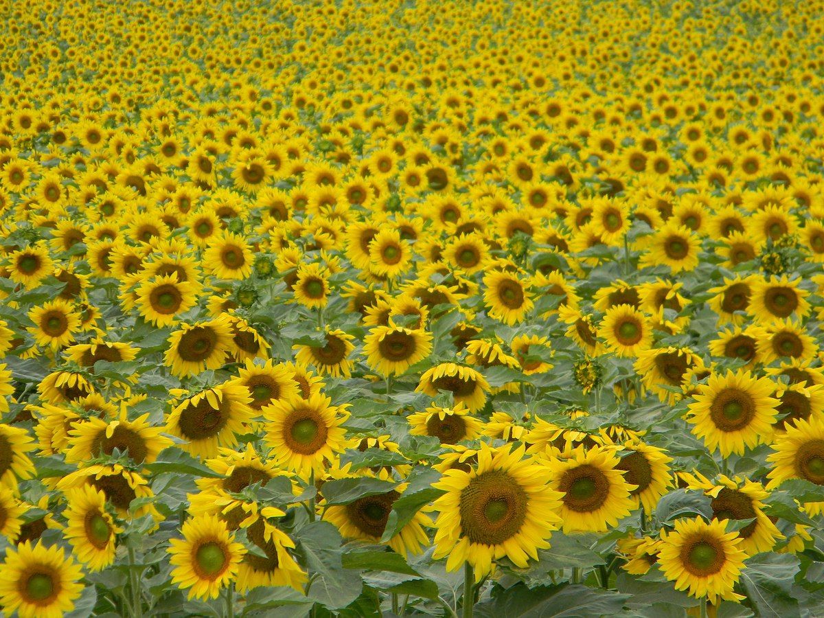An image of a field of sunflowers. 
