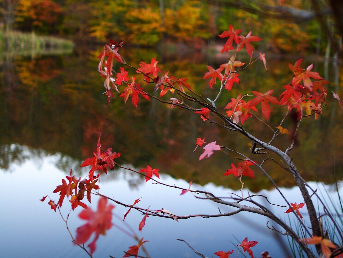 An image of the branch of a red maple tree over water.