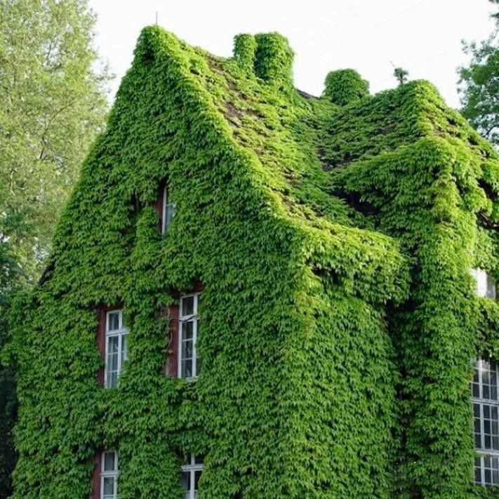 An image of a house covered entirely in ivy.