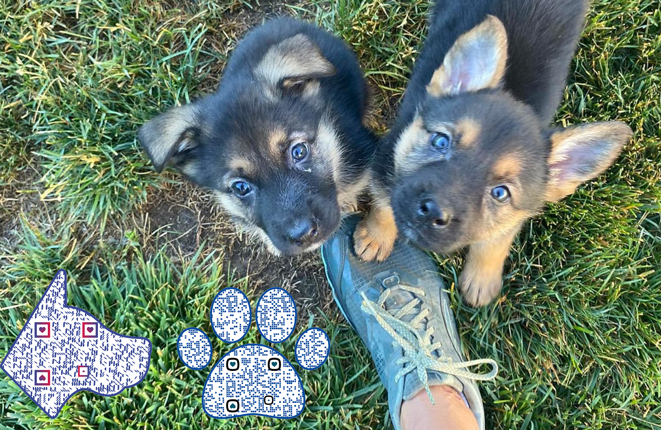 Mikey's Chance dogs