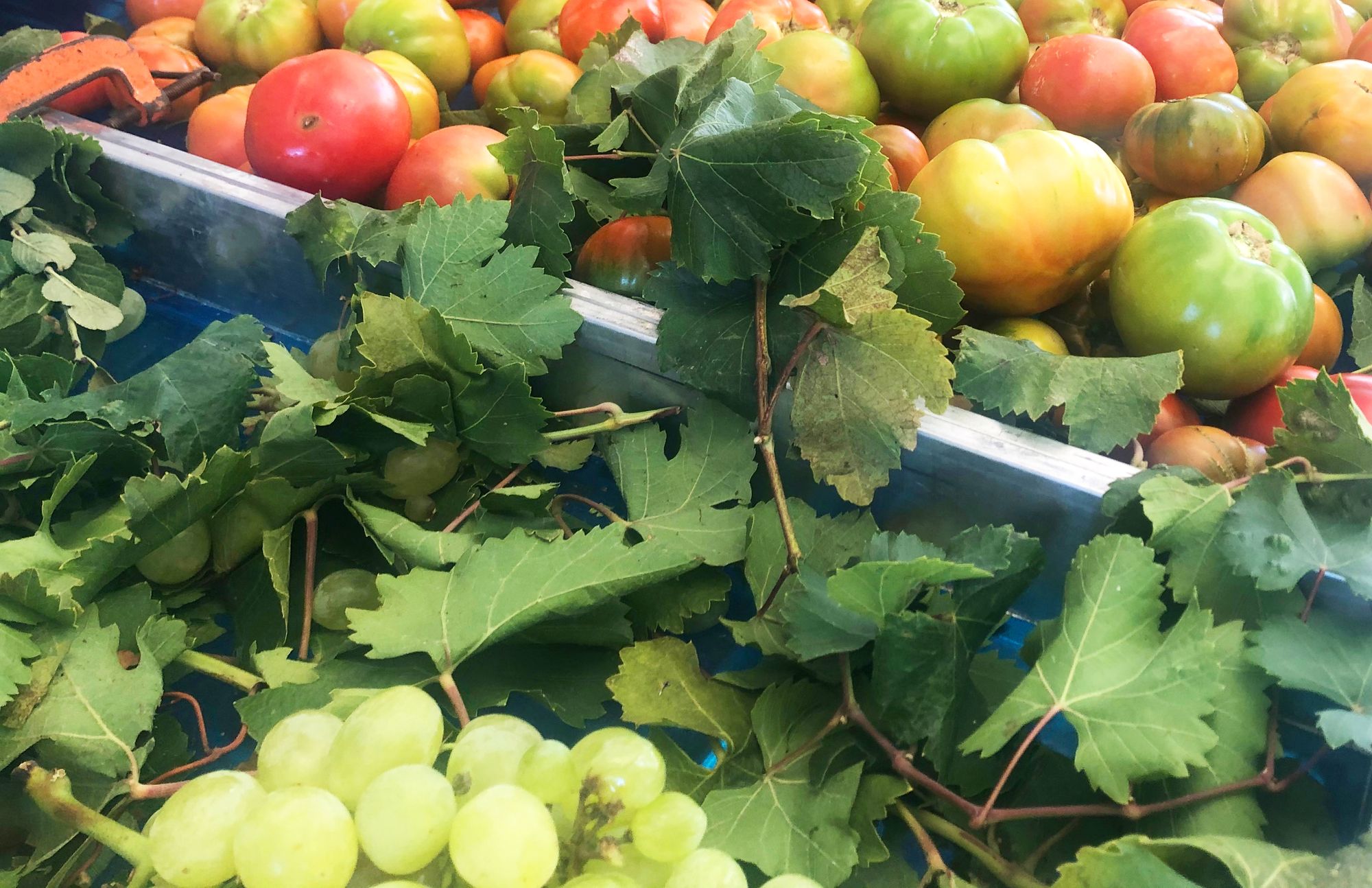 An image of produce in blue bins, green grapes and tomatoes are featured in the image.