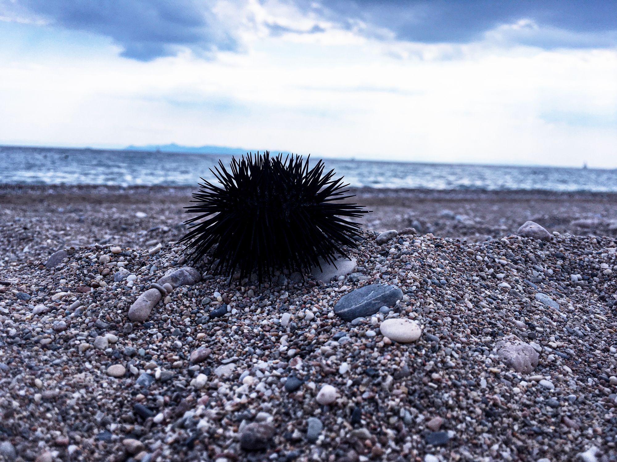 An image of a black sea urchin on a rocky shore.