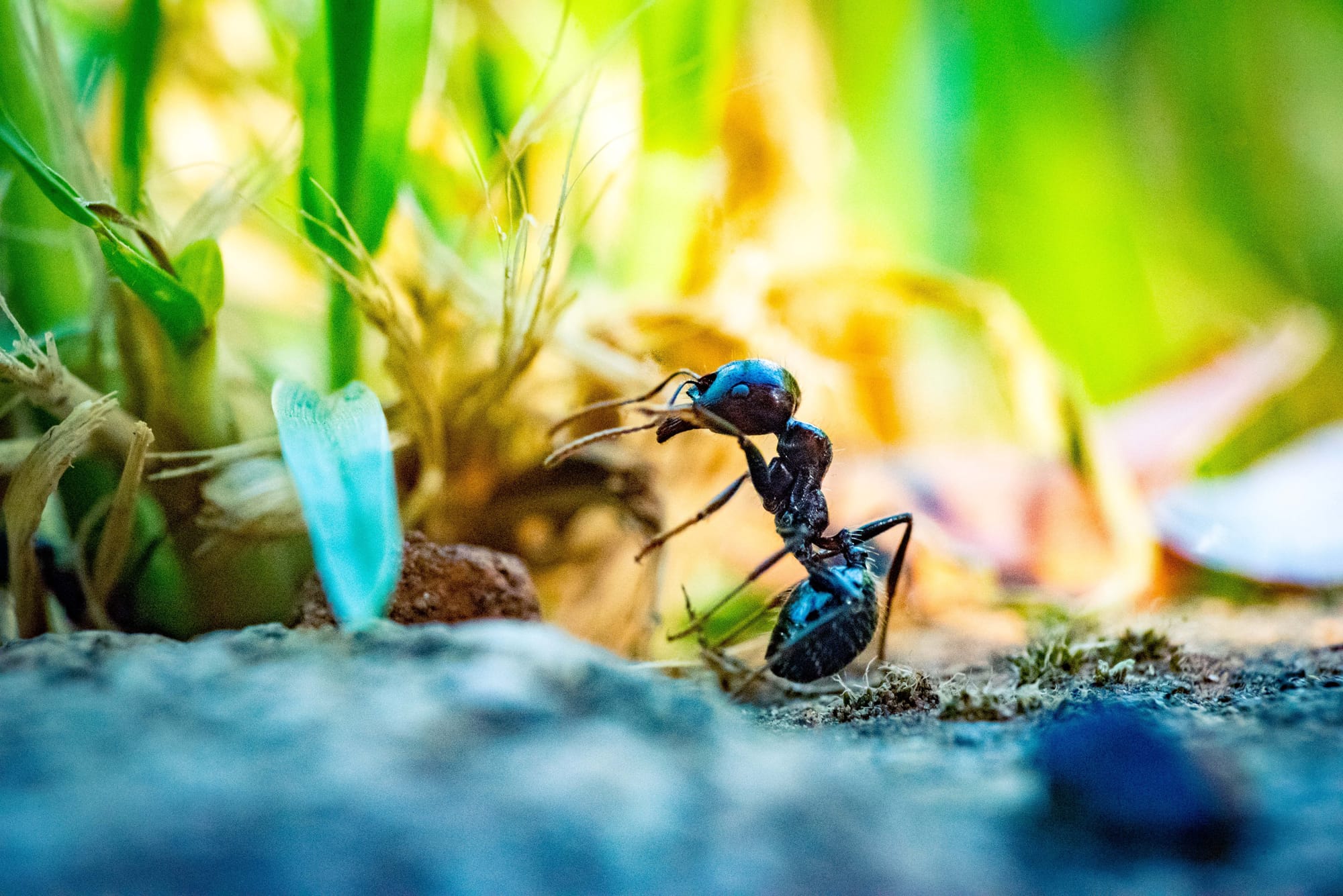 An image of an ant on the soil next to some grass.