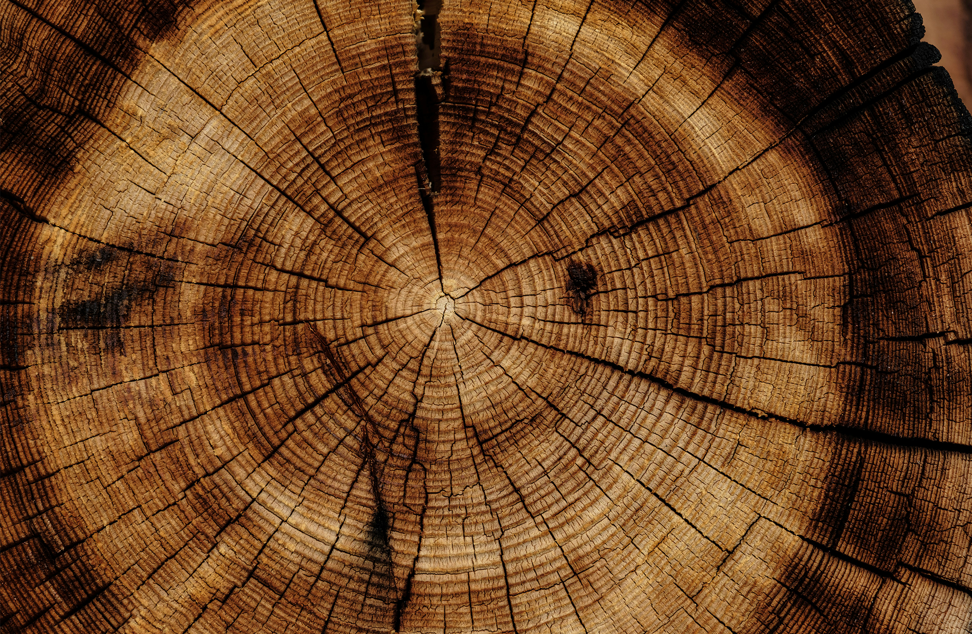 An image of a cross section of a log.