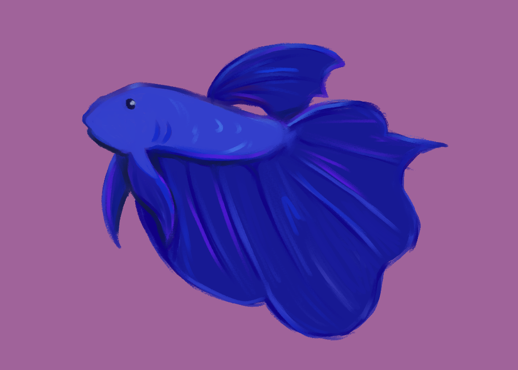 An illustration of a royal blue beta fish.