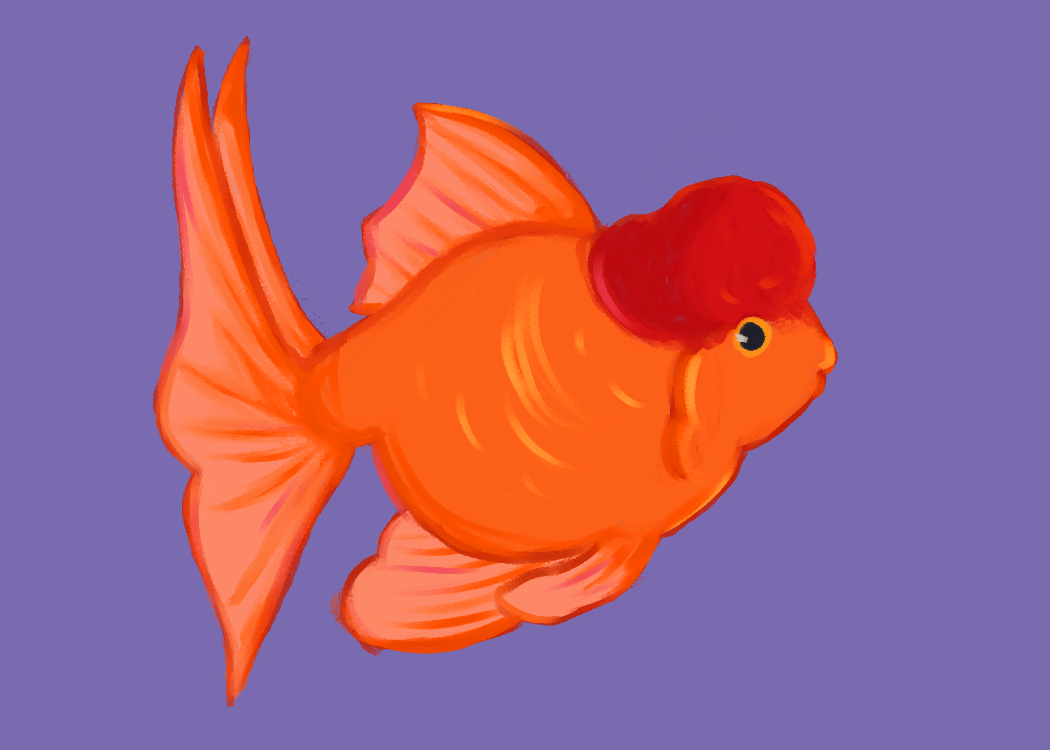 An illustration of a bright orange bulbous fancy goldfish.