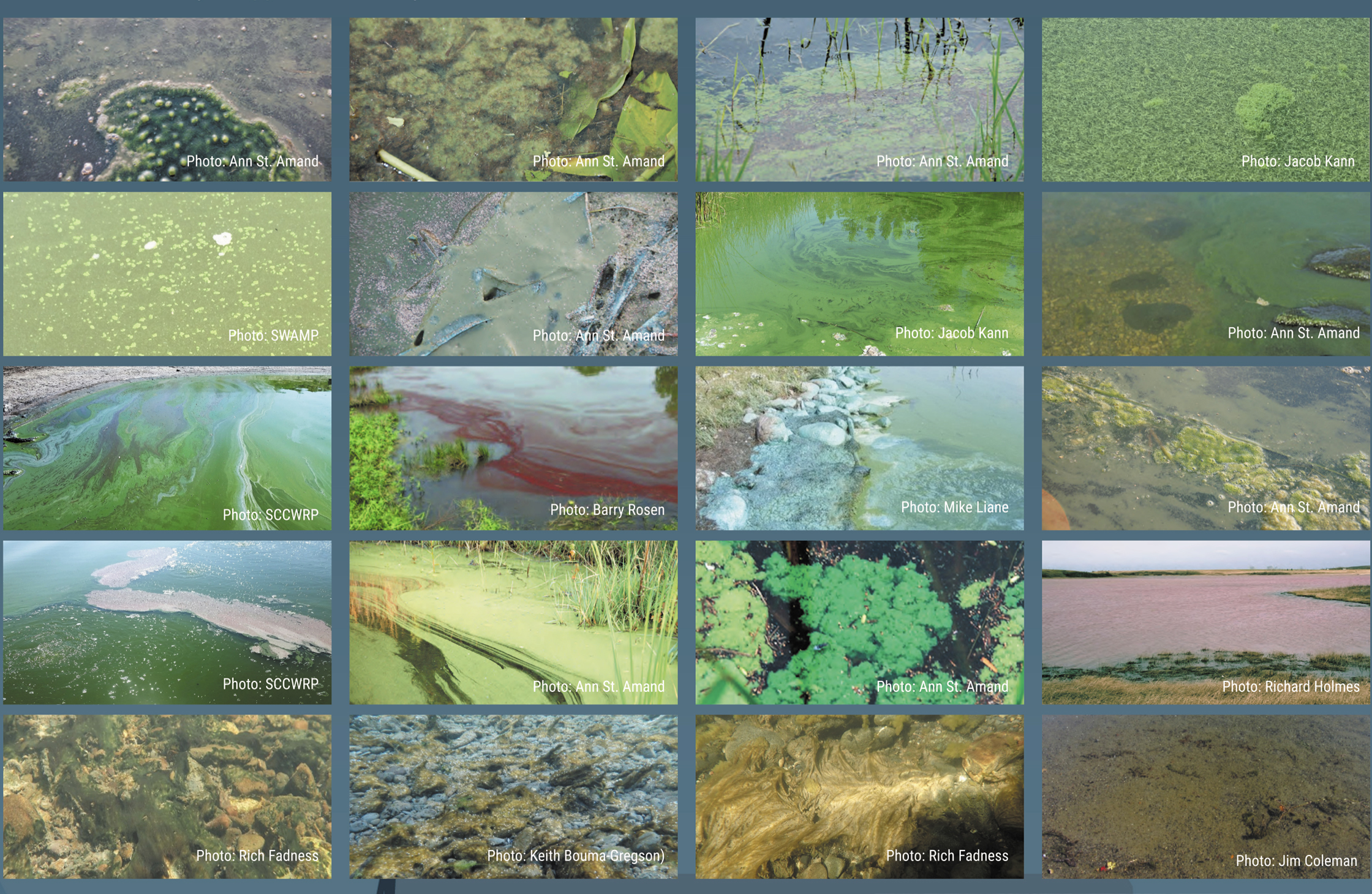 Toxic algae is a big deal.