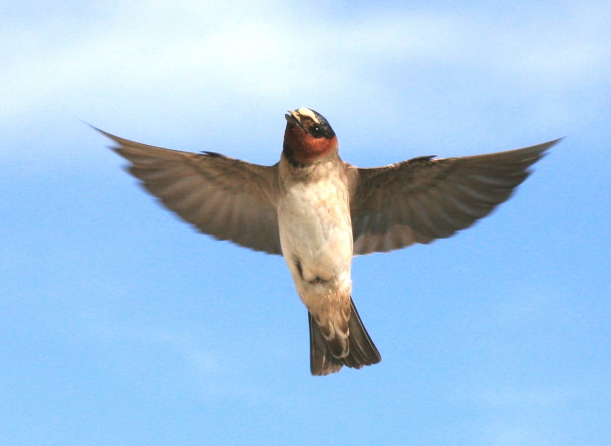 Tri-Cities Nature Spotlight: Cliff swallows