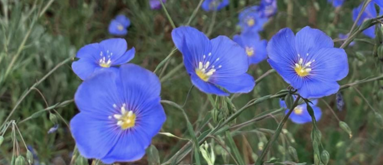 May Wildflower Walks