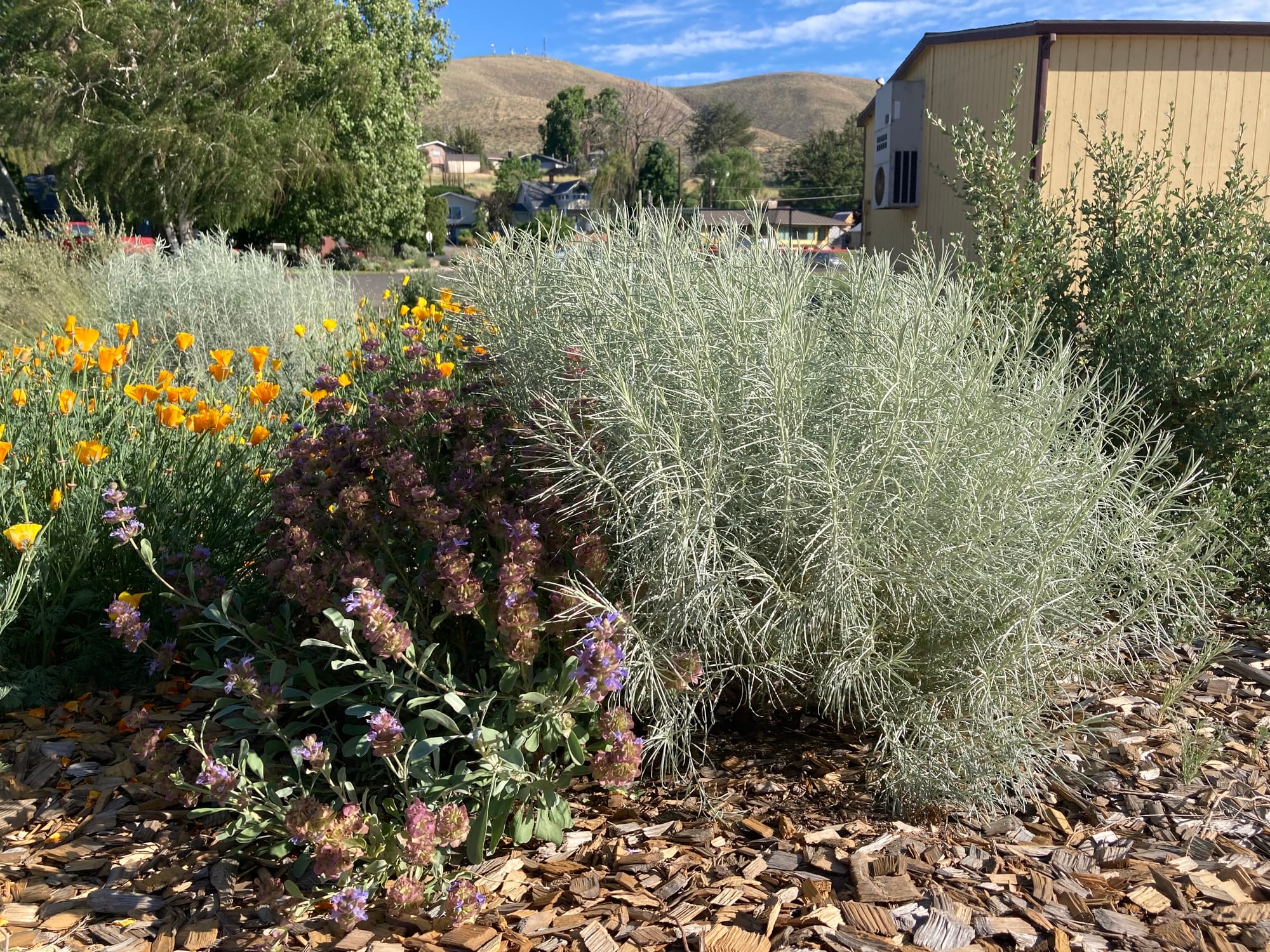 Growing community