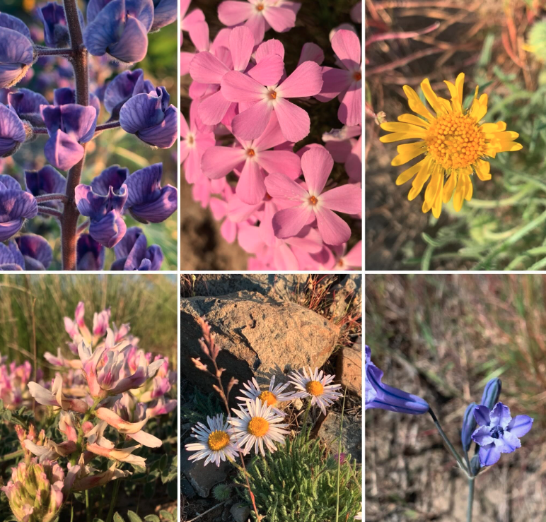 Wildflower Walks
