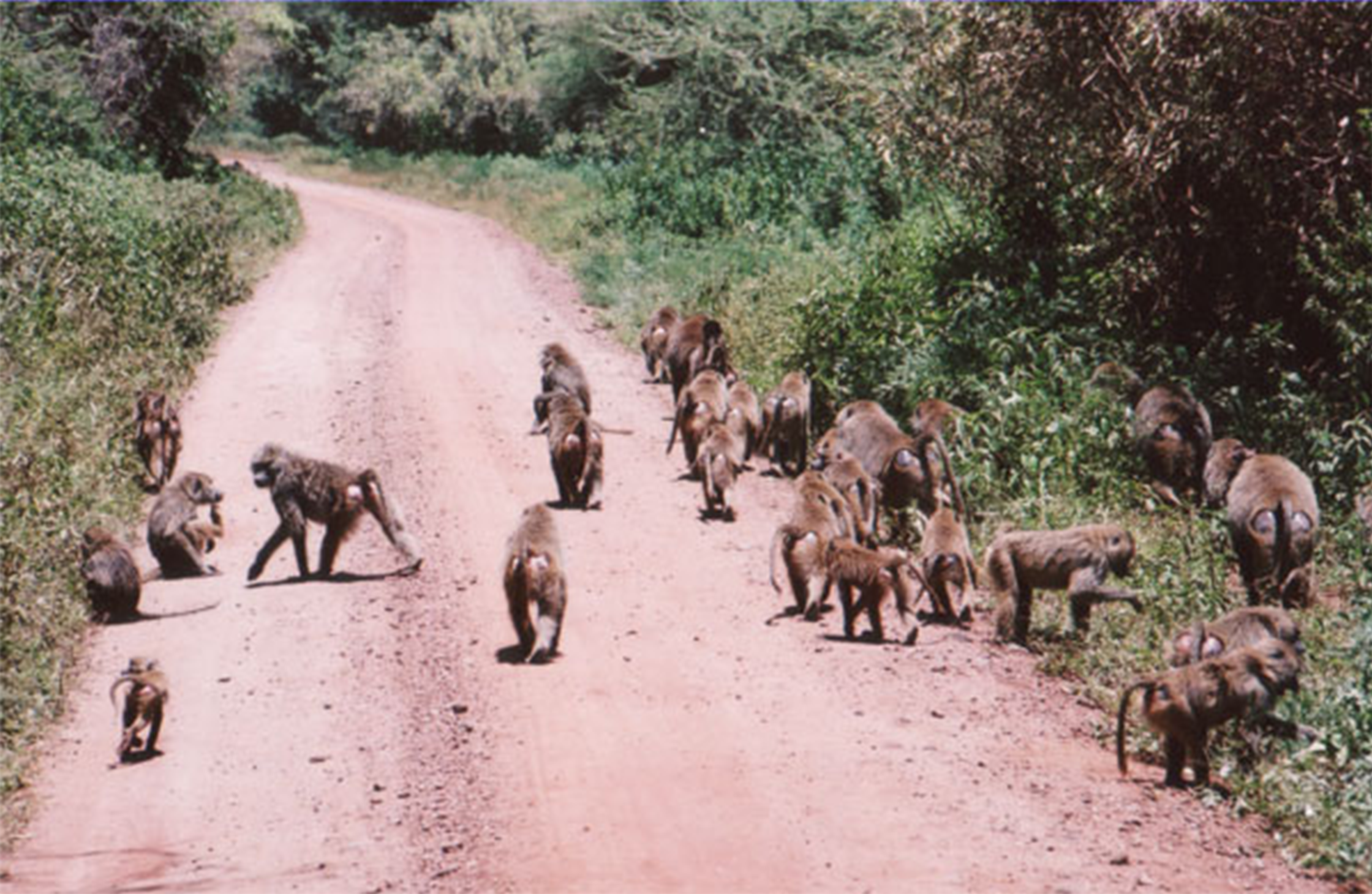 BIENVENIDOS A LA JUNGLA / WELCOME TO THE JUNGLE