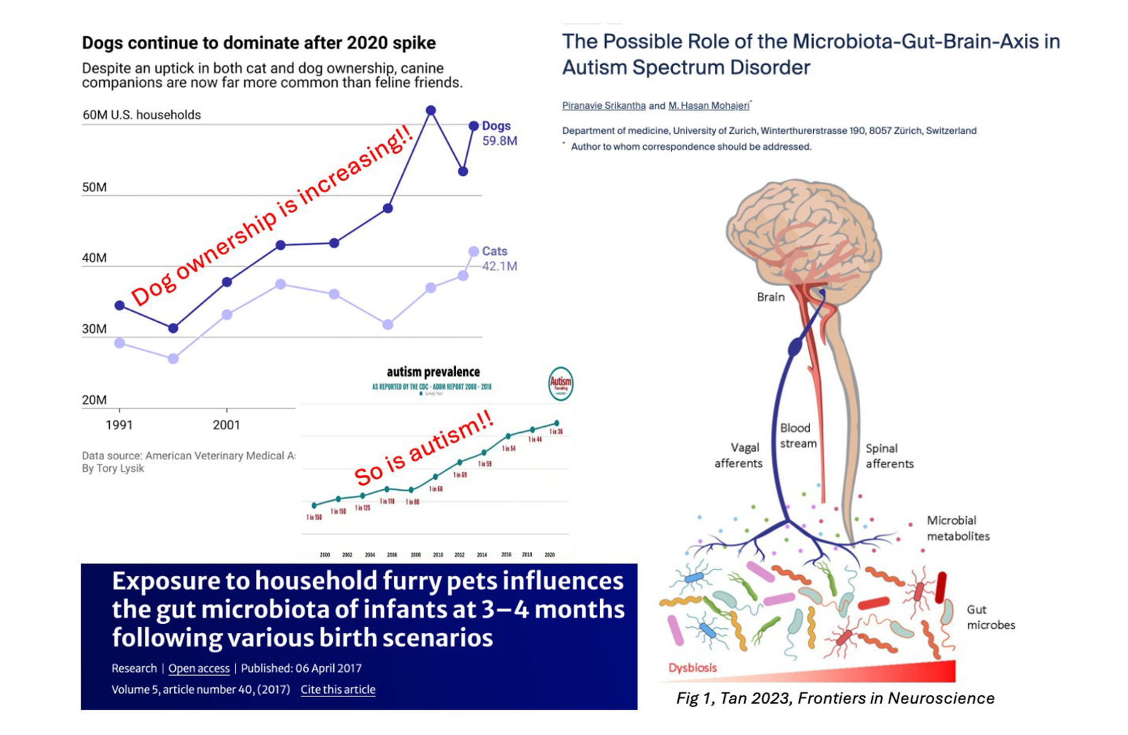 Do dogs cause autism?