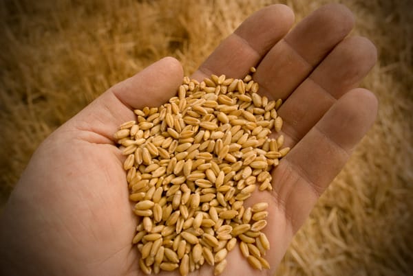 Wheat farmers of Washington: Photos by Scott Butner