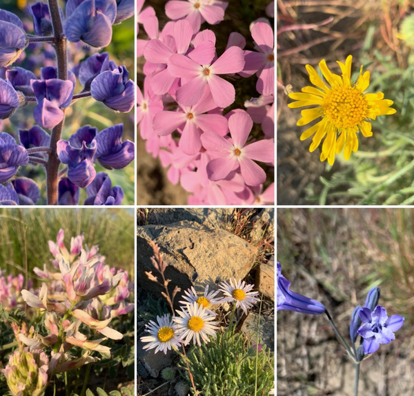 Wildflower Walks