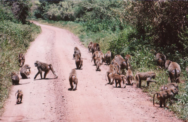 BIENVENIDOS A LA JUNGLA / WELCOME TO THE JUNGLE
