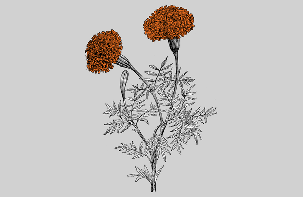 Día de Muertos: Entre el recuerdo y la metamorfosis / Day of the Dead: Between memory and metamorphosis